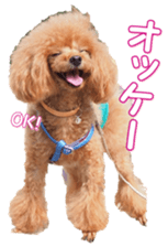 fanchocorin0 sticker #15600979