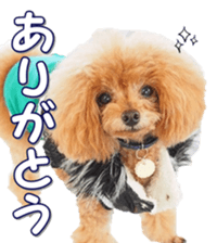 fanchocorin0 sticker #15600982