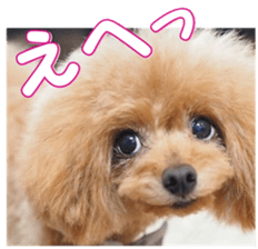 fanchocorin0 sticker #15600983