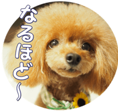 fanchocorin0 sticker #15600987