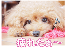 fanchocorin0 sticker #15600989