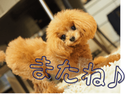 fanchocorin0 sticker #15600990