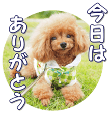 fanchocorin0 sticker #15600999