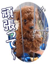 fanchocorin0 sticker #15601002