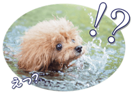 fanchocorin0 sticker #15601011