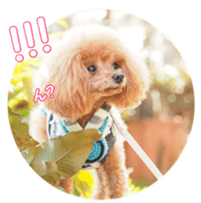 fanchocorin0 sticker #15601012