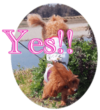 fanchocorin0 sticker #15601014