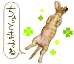 Miniature dachshund is Clarice. sticker #15603084