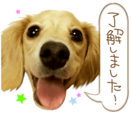 Miniature dachshund is Clarice. sticker #15603085