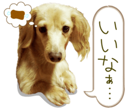 Miniature dachshund is Clarice. sticker #15603087