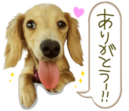 Miniature dachshund is Clarice. sticker #15603088