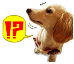 Miniature dachshund is Clarice. sticker #15603089