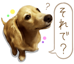 Miniature dachshund is Clarice. sticker #15603090
