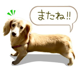 Miniature dachshund is Clarice. sticker #15603093
