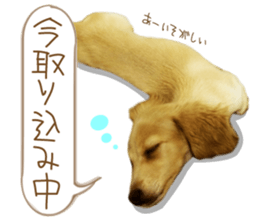 Miniature dachshund is Clarice. sticker #15603094