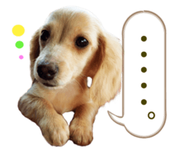 Miniature dachshund is Clarice. sticker #15603095