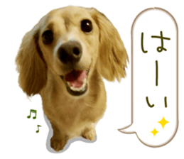 Miniature dachshund is Clarice. sticker #15603098