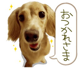 Miniature dachshund is Clarice. sticker #15603099
