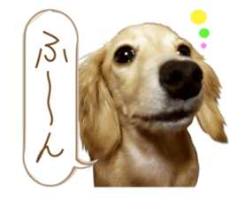 Miniature dachshund is Clarice. sticker #15603100