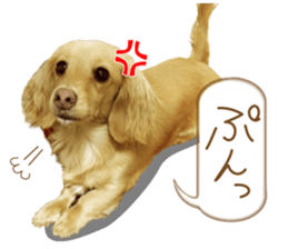 Miniature dachshund is Clarice. sticker #15603102