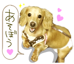 Miniature dachshund is Clarice. sticker #15603105
