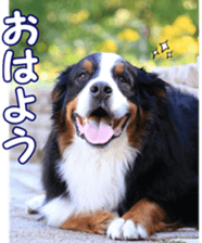 BerneseFan sticker #15603386
