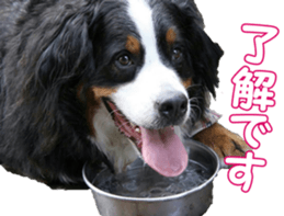 BerneseFan sticker #15603387