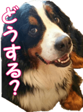 BerneseFan sticker #15603388