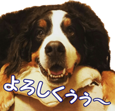 BerneseFan sticker #15603389
