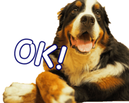 BerneseFan sticker #15603390