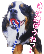 BerneseFan sticker #15603391