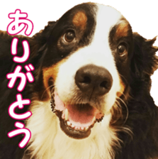 BerneseFan sticker #15603392