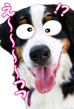 BerneseFan sticker #15603394