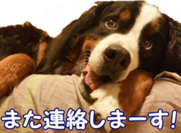 BerneseFan sticker #15603395