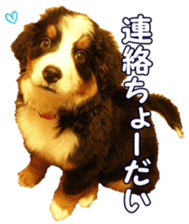 BerneseFan sticker #15603396