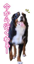 BerneseFan sticker #15603397