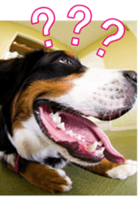 BerneseFan sticker #15603399