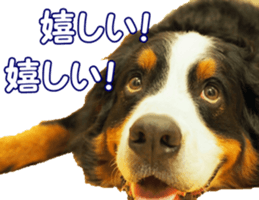 BerneseFan sticker #15603400