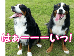 BerneseFan sticker #15603401