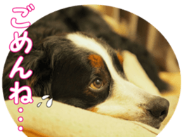 BerneseFan sticker #15603402