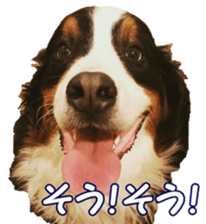 BerneseFan sticker #15603403