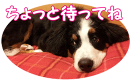 BerneseFan sticker #15603404