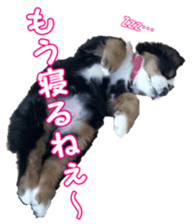 BerneseFan sticker #15603405