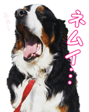 BerneseFan sticker #15603406