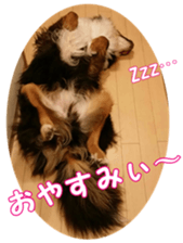 BerneseFan sticker #15603407