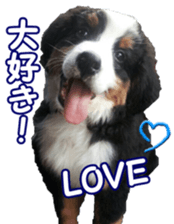 BerneseFan sticker #15603408