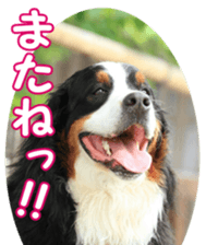 BerneseFan sticker #15603409