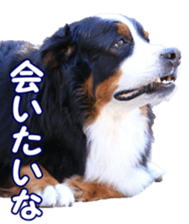 BerneseFan sticker #15603410