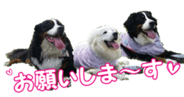 BerneseFan sticker #15603411