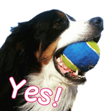 BerneseFan sticker #15603412